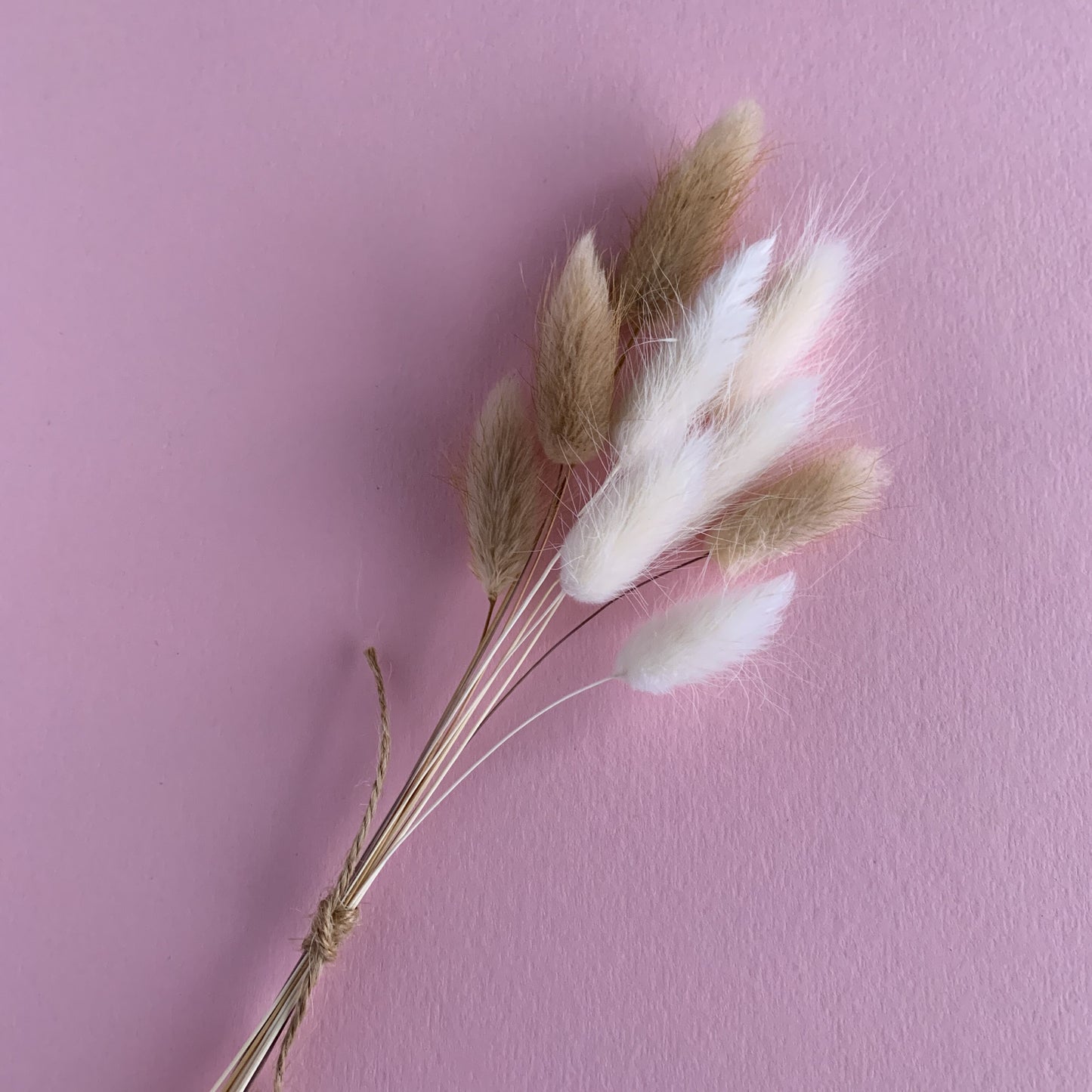 bunny tails lagurus small bunch for cake decor