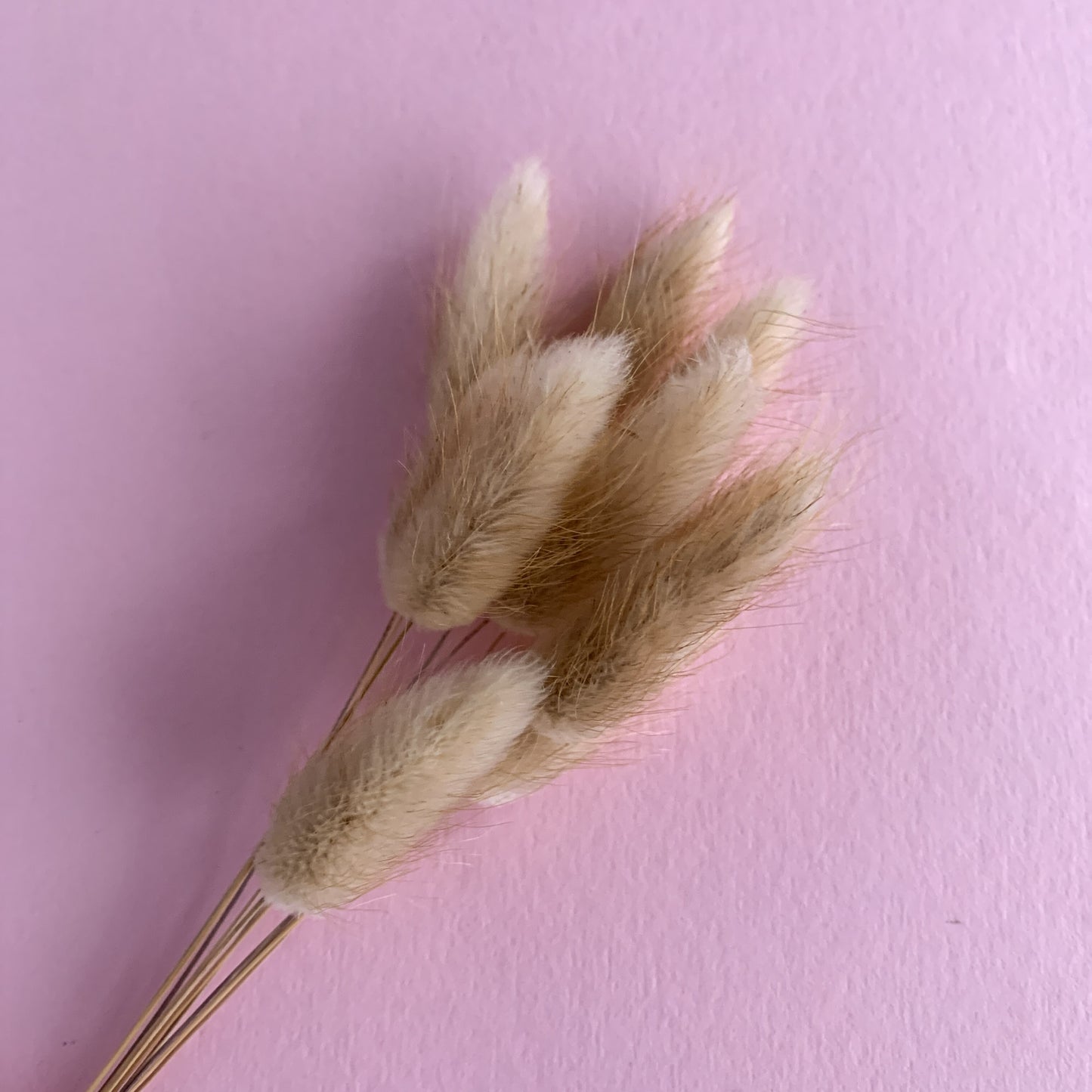natural bunny tails bunch