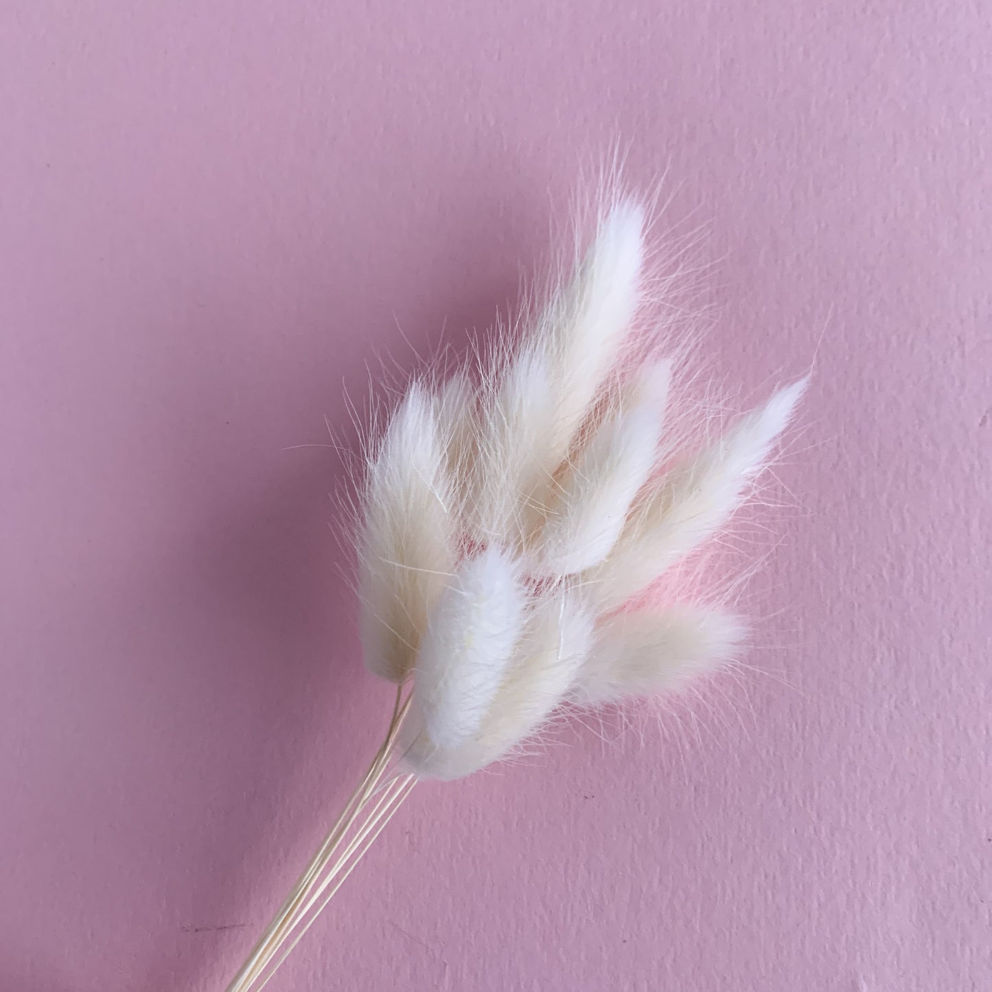 white bunny tails bunch for cake decor