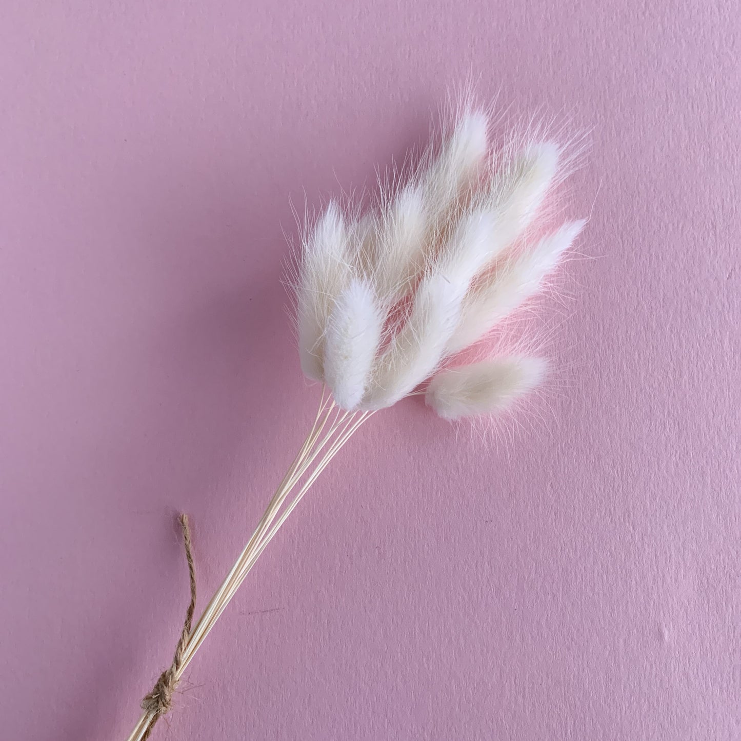 white bunny tails lagurus bunch