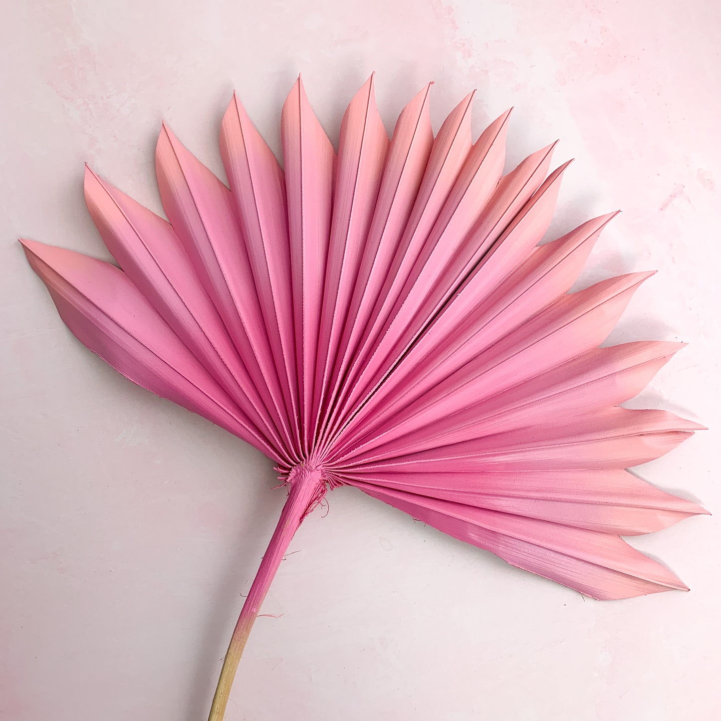Pink ombre sun palm